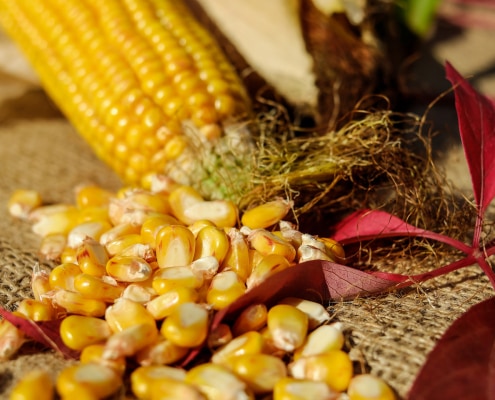 corn 1722285 1920