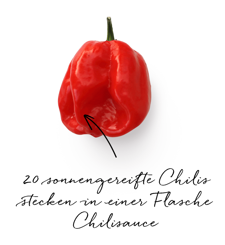 20 sonnengereifte chilis stecken in einer flasche chilisauce.